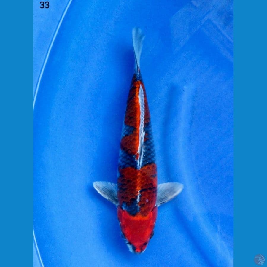 Gosiki Red Male 