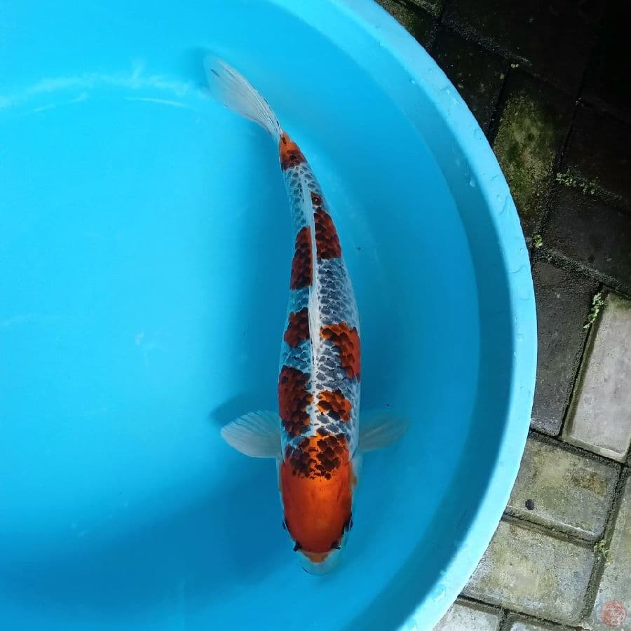 SAKURA KUJAKU 50BU