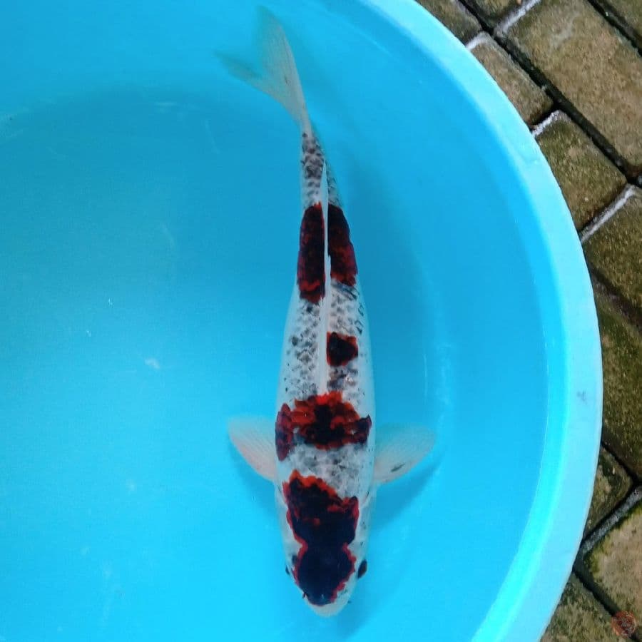 SOCHIKUBAY ORI MALE 45CM