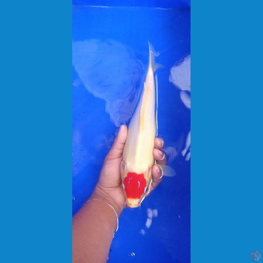 tancho kohaku calon punuk 27 cm cater