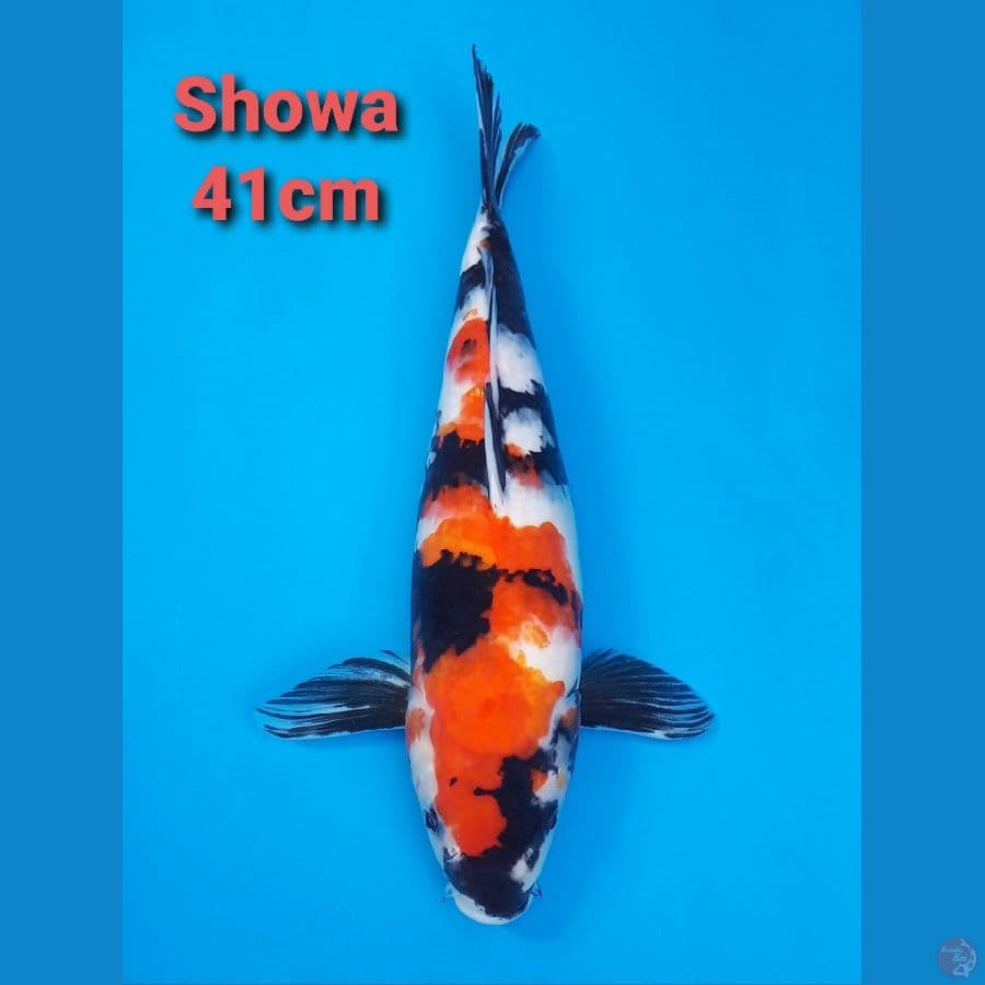 SHOWA SANSHOKU 41CM