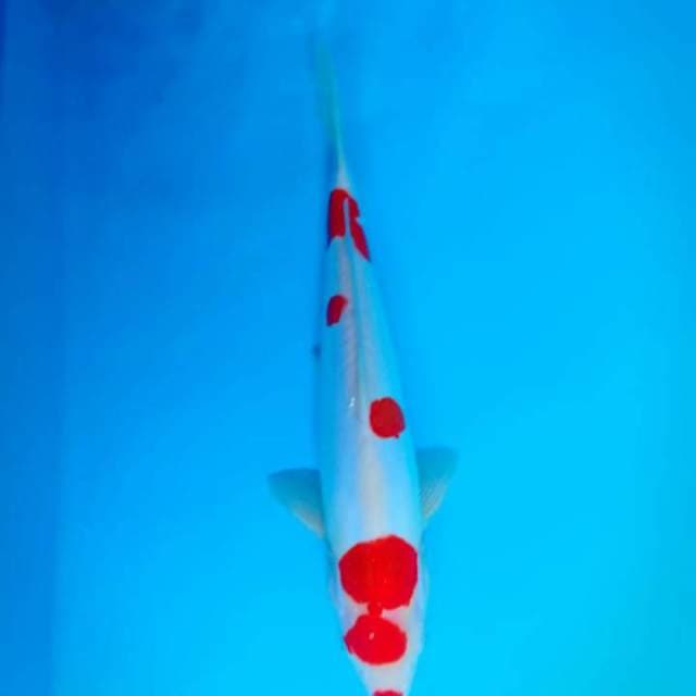 Kohaku doitsu
