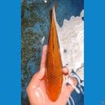 karamel 25cm madina aziz male