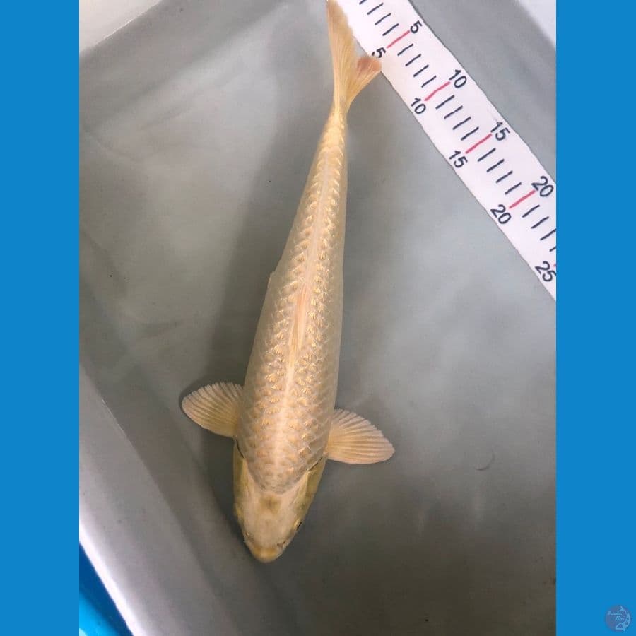 platinum 37cm