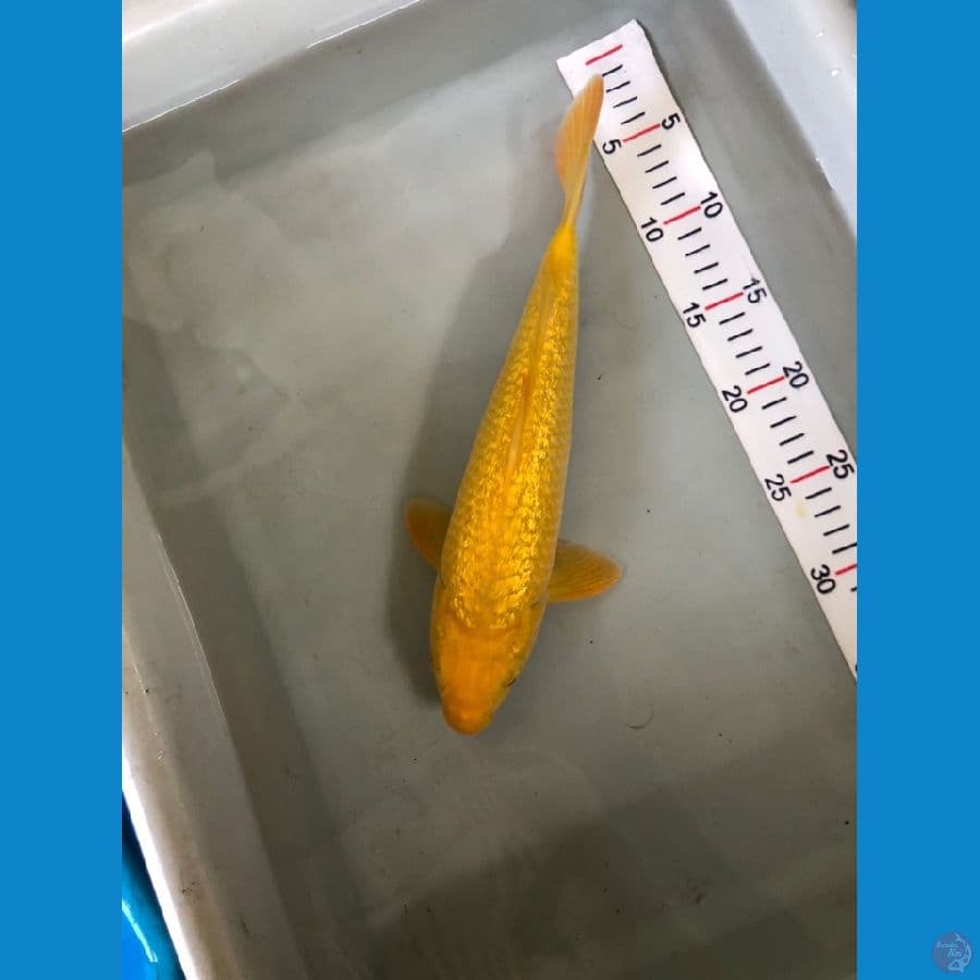 karashi gindrin 31cm