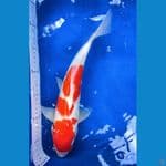 Kohaku 36 super