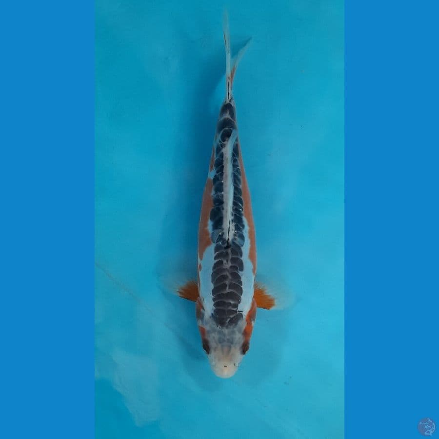 shusui 21cm