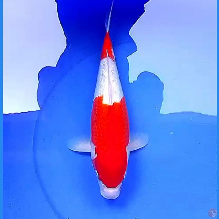 37cm NIDAN KOHAKU MERONA