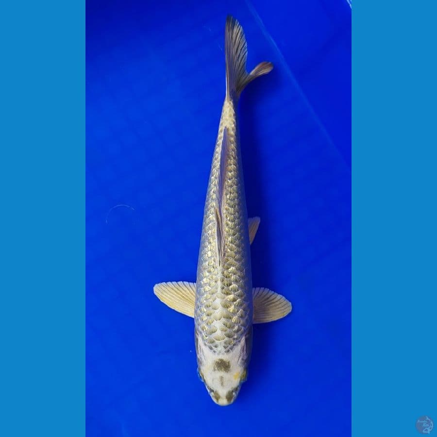 Ginrin Gold Mukashi 30cm Jantan