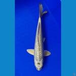 Ginrin Gold Mukashi 30cm Jantan