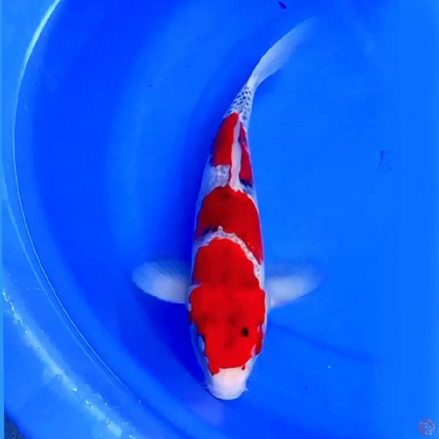 40cm GOSHIKI 3STEP RED GHOST