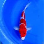 40cm GOSHIKI 3STEP RED GHOST