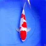 39cm KINGINRIN KOHAKU RED VELVET