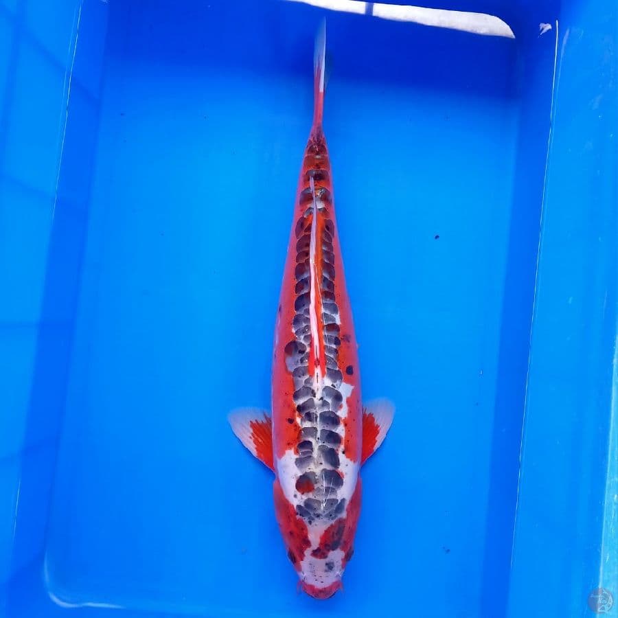 SHUSUI MALE 50CM