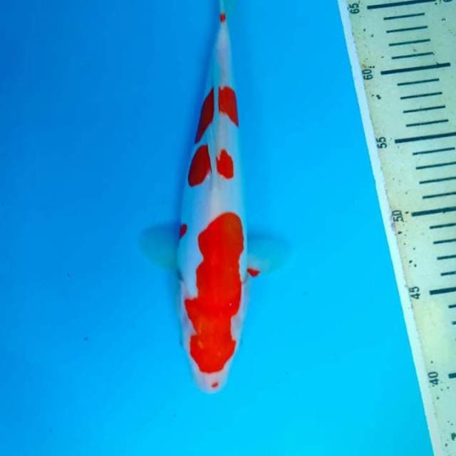 Kohaku doitsu