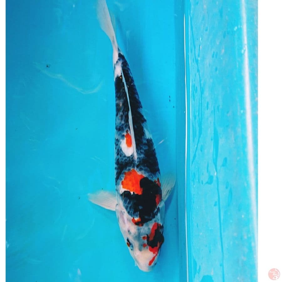 SHOWA 27 CM