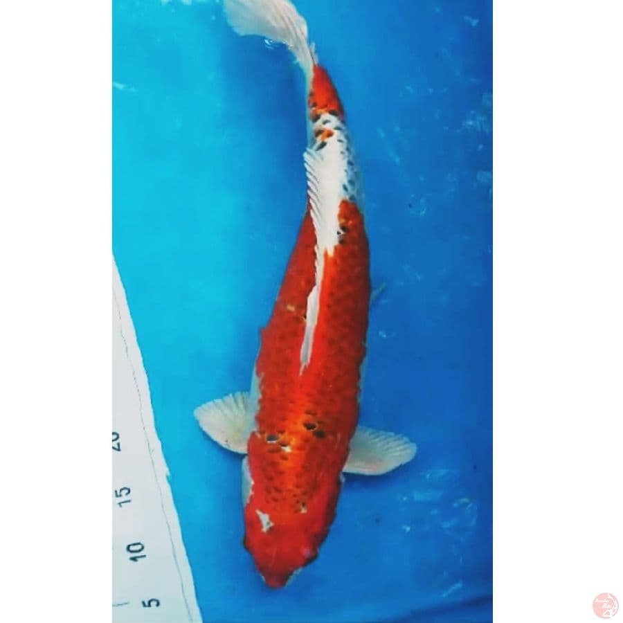 JUMBO KUJAKU 53 CM