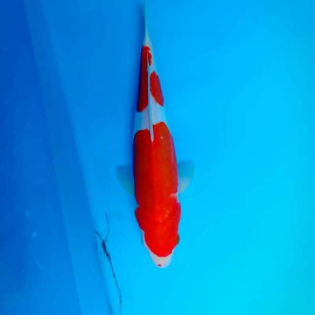 Kohaku doitsu