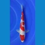 Kohaku 