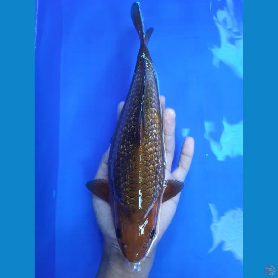27cm chagoi