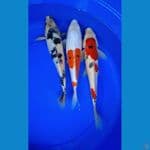 shiro&showa doitshu 35-40cm