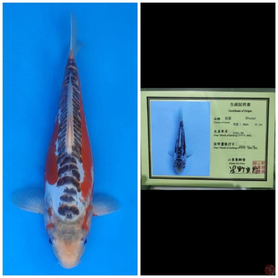 Yamaju Shusui