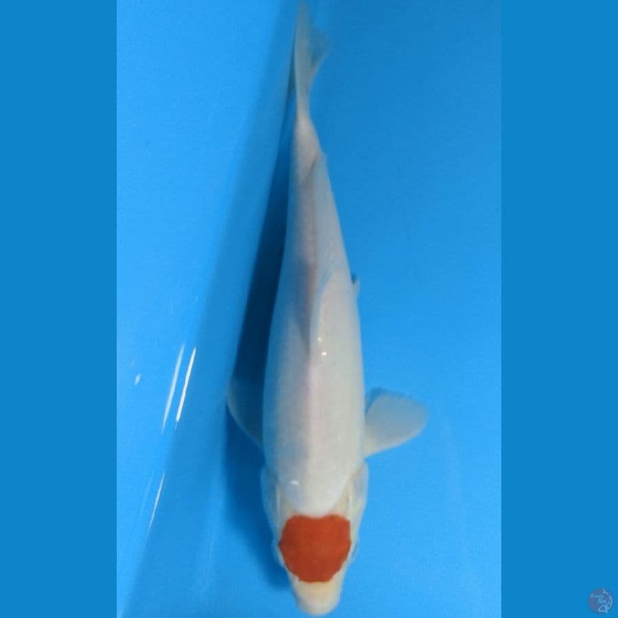 tanco kohako 22cm