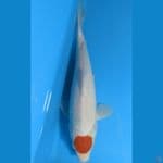 tanco kohako 22cm