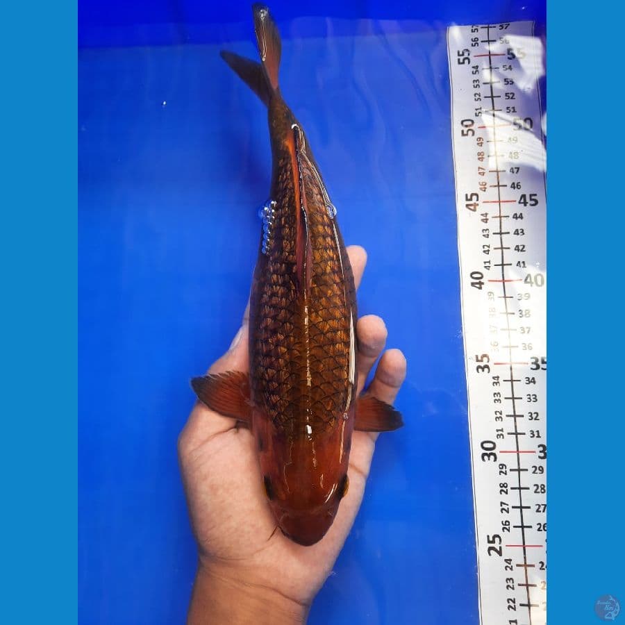 28cm chagoi
