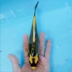 kabuto