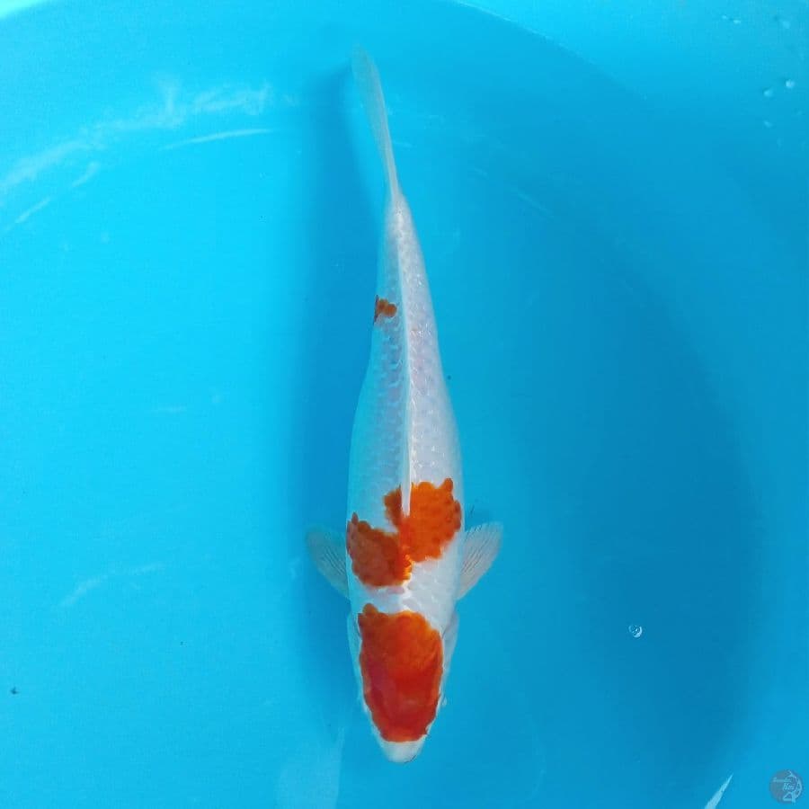 HARIWAKE FEMALE 36CM