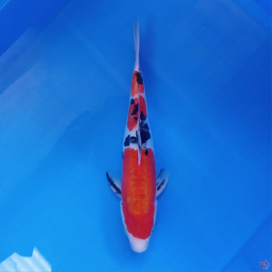 DOITSU SANKE MALE ORI 27CM