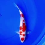 32cm ORI MARUTEN KOHAKU SAKURA 