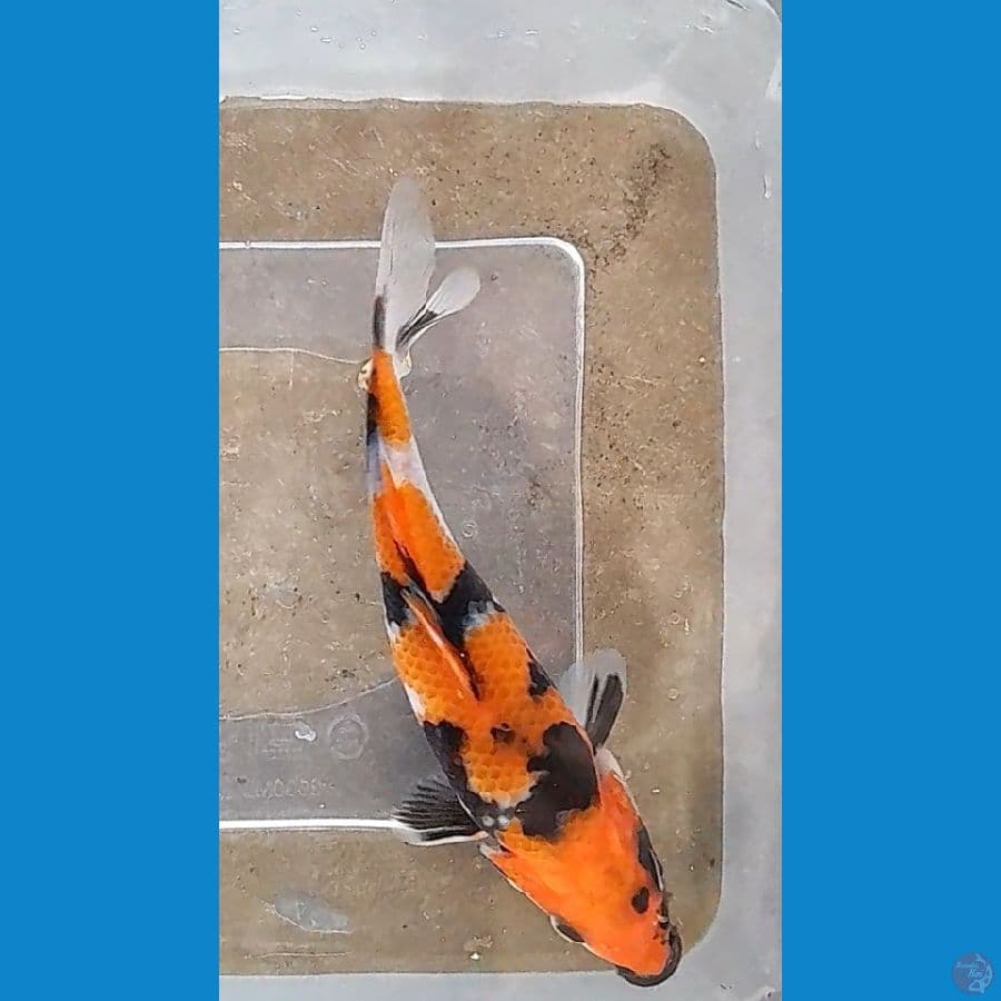 SHOWA (14CM)