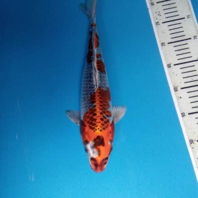 Kujaku 36 cm