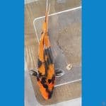 HI SHOWA (14CM)