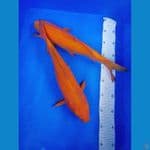 SUPER MANGGO & CARAMEL 37-38 CM (MALE)