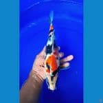 showa 35 cm
