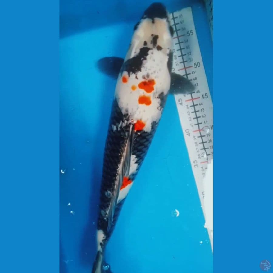kindai Showa 44cm