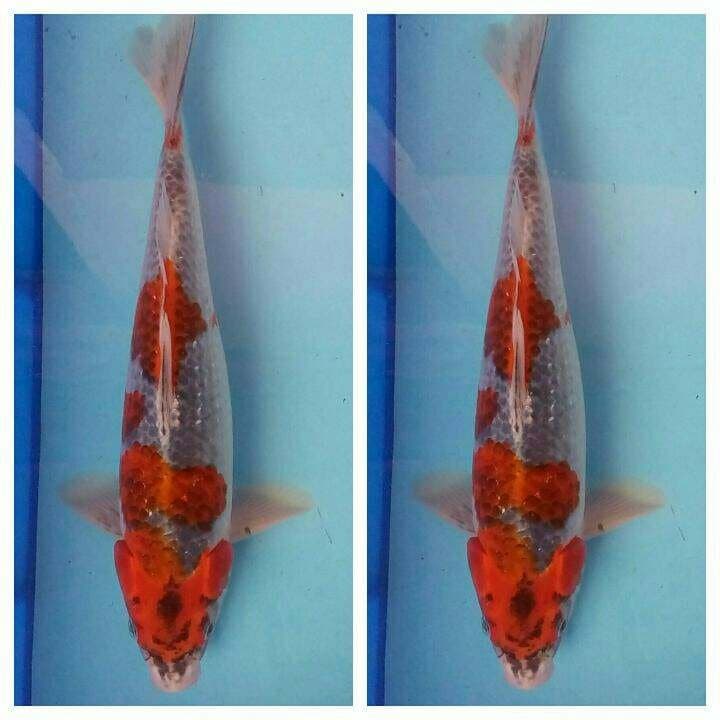 Tjap dJempol goshiki 32 cm