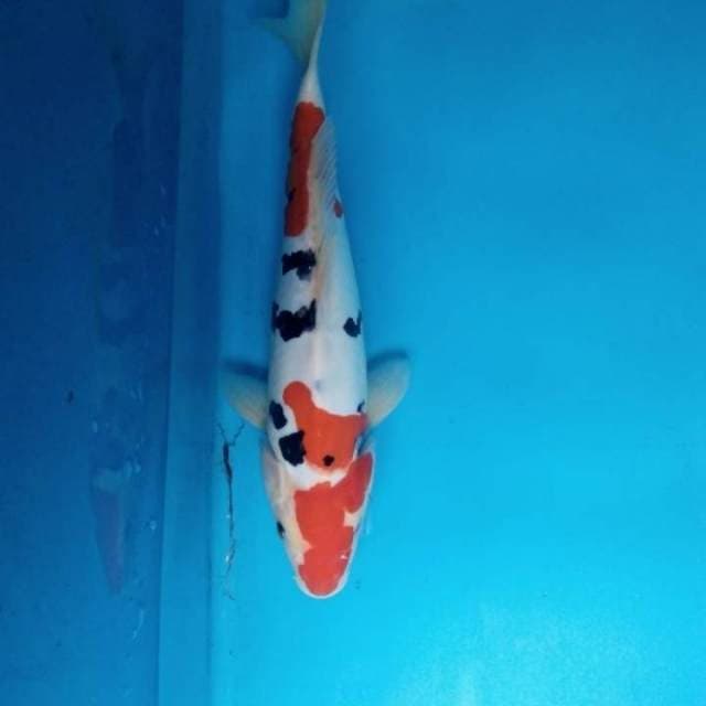 Sanke doitsu 34 cm