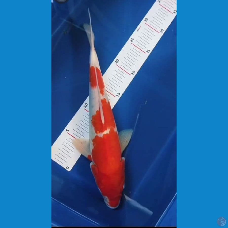 kohaku 32cm