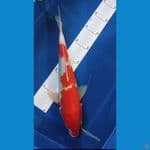kohaku 32cm 