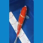 kohaku 26cm