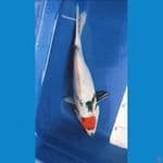 tc showa 24cm