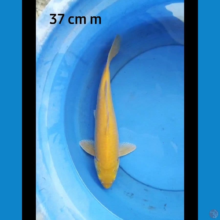 Karashi male mata merah 37 cm