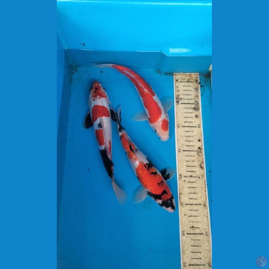 Doitsu+gindrin 23-24cm