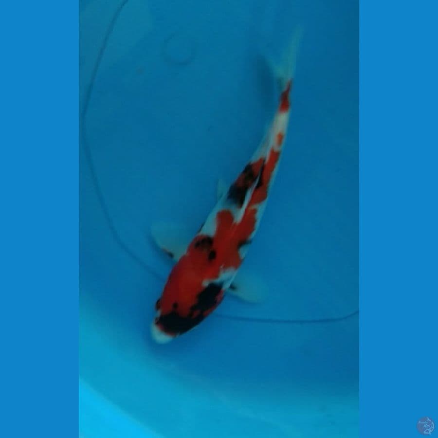 showa 26 cm
