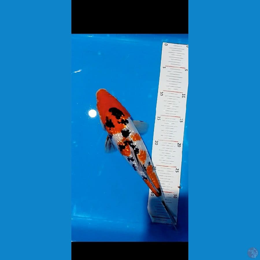 30cm sangke ginrin