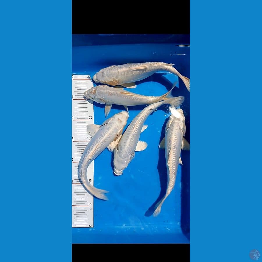 pelatinum mix 23 26 cm 5ekor